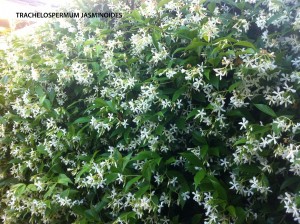 Trachelospermum jasminoides - blooming